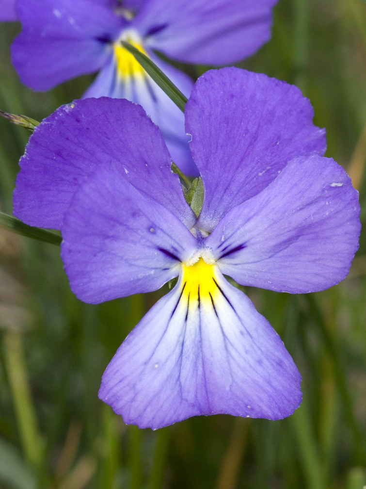 Viola calcarata/Viola con sperone